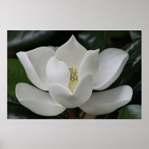 Poster Fleur de magnolia sur le campus de Blacksburg