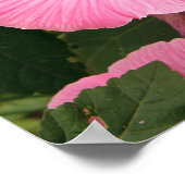 Poster Fleur de Mallow annuelle méditerranéenne. Lavatera (Coin)