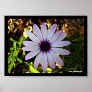 Poster Fleur de Marguerite africaine blanche
