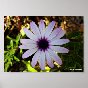 Poster Fleur de Marguerite africaine blanche