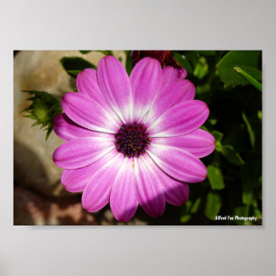 Poster Fleur de Marguerite Africaine Violette