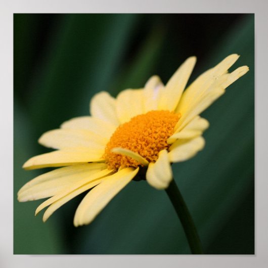 Poster Fleur de marguerite jaune gros (Devant)