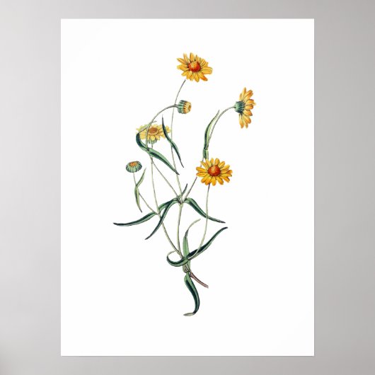 Poster Fleur de marguerite jaune Vintage illustration bot (Devant)