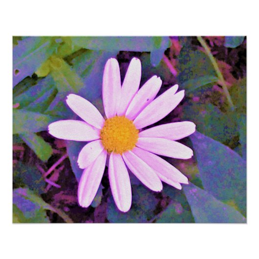 Poster Fleur de marguerite rose (Devant)