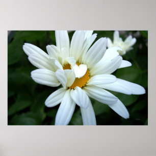 Poster Fleur de marguerite s'épanouissant