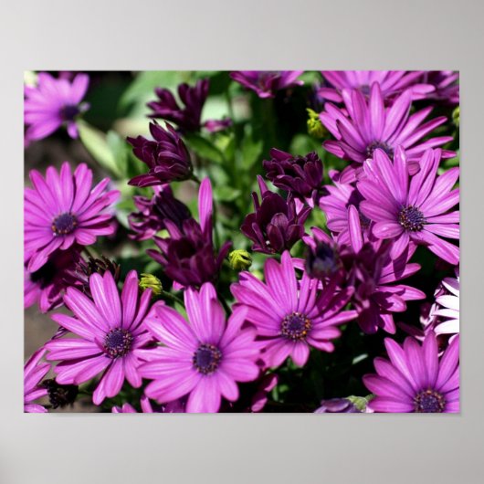 Poster Fleur de marguerites violettes africaines (Devant)