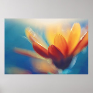 Poster Fleur de Marigold jaune orange sur bleu
