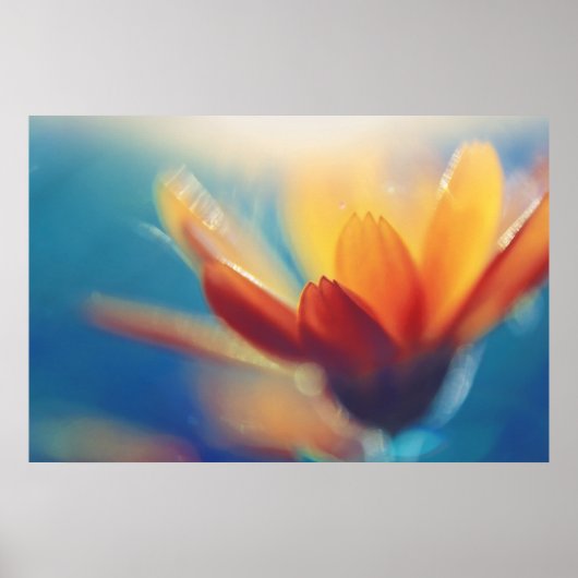 Poster Fleur de Marigold jaune orange sur bleu (Devant)