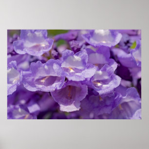 Poster Fleur de mesquite