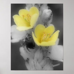 Poster Fleur de Molène avec Scarabée en Couleur Partielle