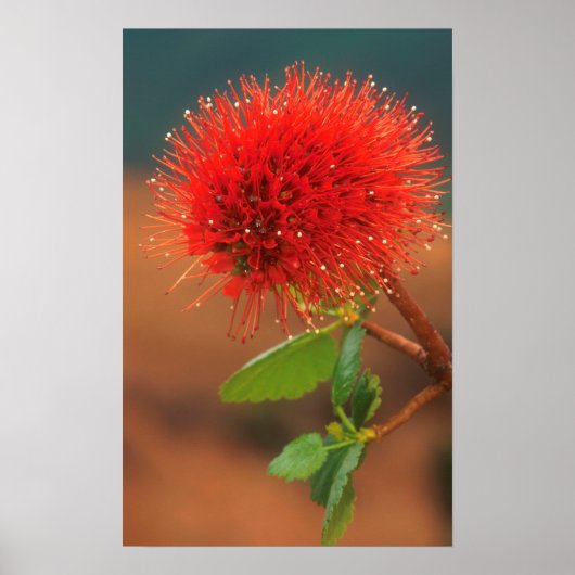 Poster Fleur de Natal Bottlebrush (Greyia Sutherlandii) (Devant)