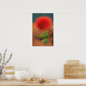 Poster Fleur de Natal Bottlebrush (Greyia Sutherlandii) (Cuisine)