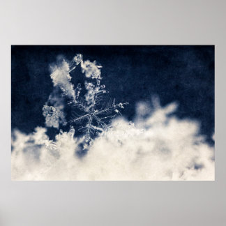 Poster Fleur de neige