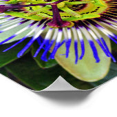 Poster Fleur de passion Plante de fleurs d'été (Coin)