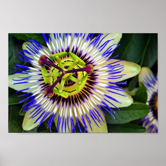 Poster Fleur de passion Plante de fleurs d'été (Devant)