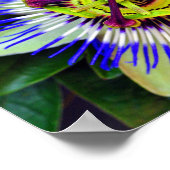 Poster Fleur de passion Plante de fleurs d'été (Coin)