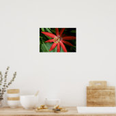 Poster Fleur de passion rouge en pleine floraison (Cuisine)