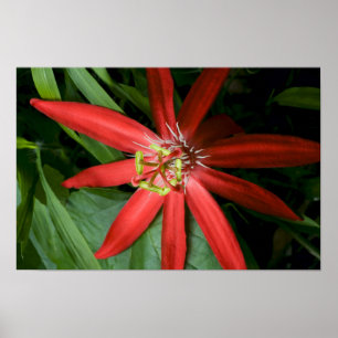 Poster Fleur de passion rouge en pleine floraison