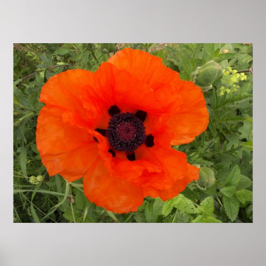 Poster Fleur de pavot (Devant)