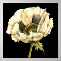 Fleur de pavot à crème sur Arrière - plan noir