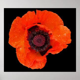 Poster fleur de pavot après la pluie