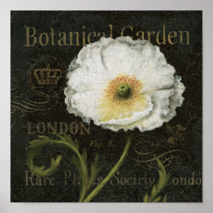 Poster Fleur de pavot cultivé