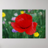 Poster Fleur de pavot et signification (Devant)