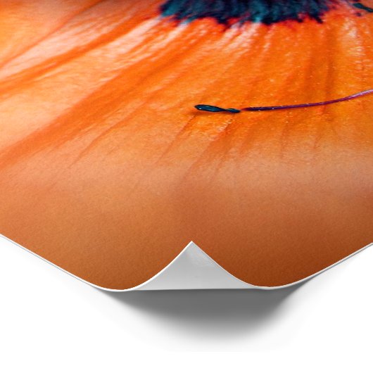 Poster Fleur de pavot géant (Coin)