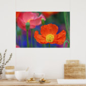 Poster Fleur de pavot orange vibrant (Cuisine)