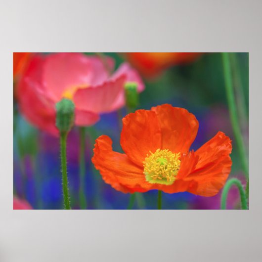Poster Fleur de pavot orange vibrant (Devant)