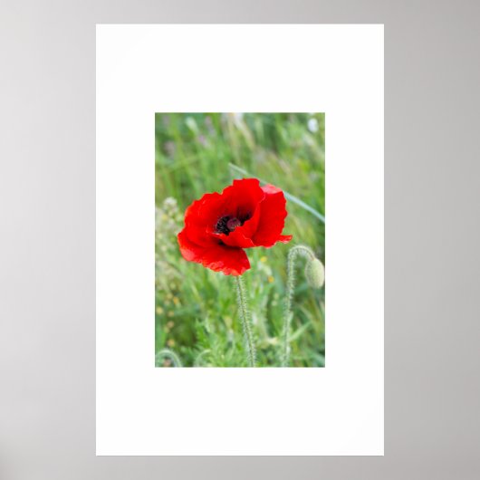 Poster Fleur de pavot rouge (Devant)