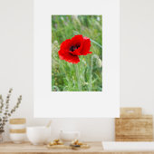Poster Fleur de pavot rouge (Cuisine)
