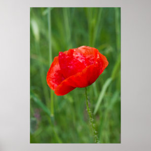 Poster Fleur de pavot rouge sauvage