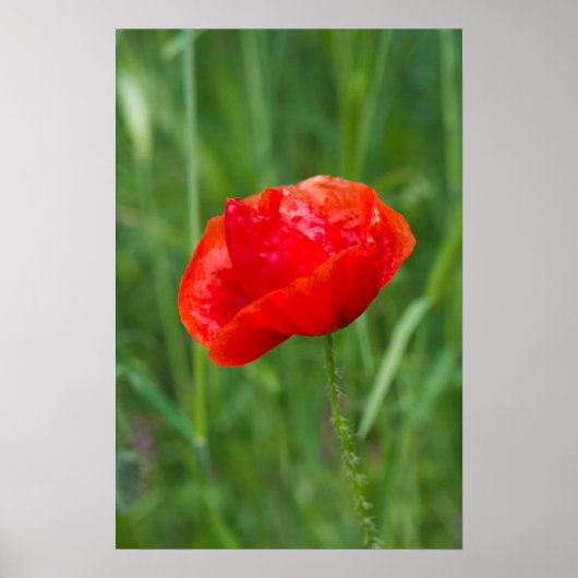 Poster Fleur de pavot rouge sauvage (Devant)