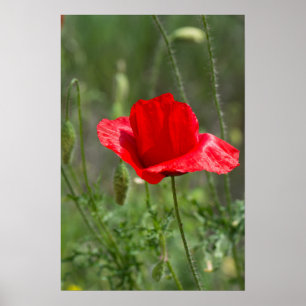 Poster Fleur de pavot rouge sauvage