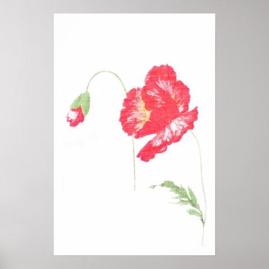 Poster Fleur de pavot sauvage (Devant)