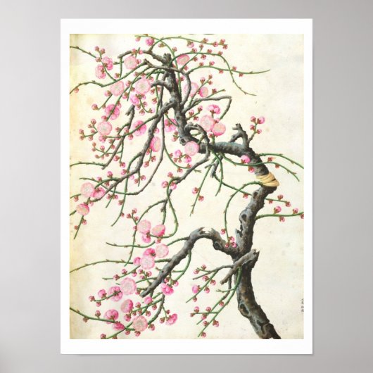 Poster Fleur de pêche (couleur sur papier) (Devant)