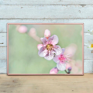 Poster Fleur de pêche, Graden Vivant au printemps
