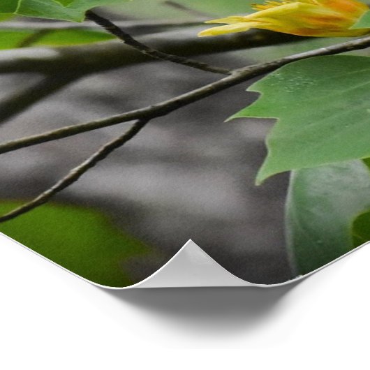 Poster Fleur de peuplier tulipe, (Coin)