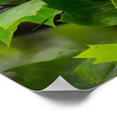 Poster Fleur de peuplier tulipe, (Coin)