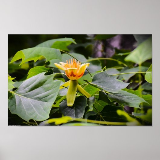 Poster Fleur de peuplier tulipe, (Devant)