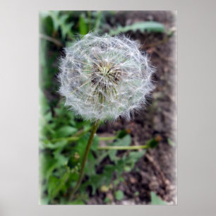 Poster fleur de pissenlit