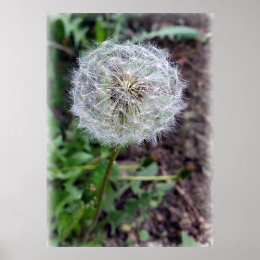 Poster fleur de pissenlit (Devant)
