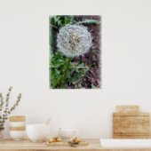 Poster fleur de pissenlit (Cuisine)