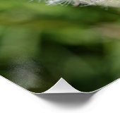 Poster Fleur de pissenlit blanc sur herbe verte (Coin)