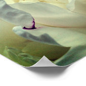 Poster Fleur de pivoine blanche dans miroir de fleurs Abs (Coin)