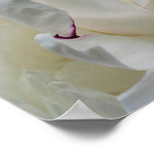 Poster Fleur de pivoine blanche en fleurs (Coin)