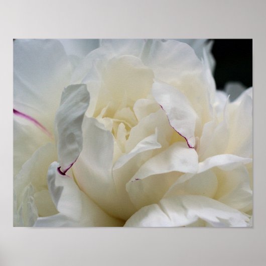 Poster Fleur de pivoine blanche en fleurs (Devant)