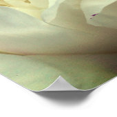 Poster Fleur de pivoine blanche en fleurs gros (Coin)