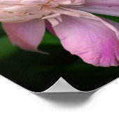 Poster Fleur de pivoine en fleurs (Coin)